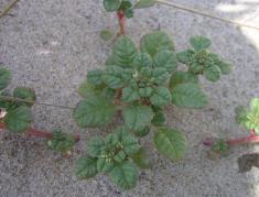 Seabeach Amaranth