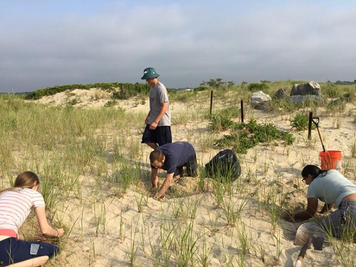Students removing invasive Asiatic Sand Sedge from beach habitat in Sea Girt, NJ
