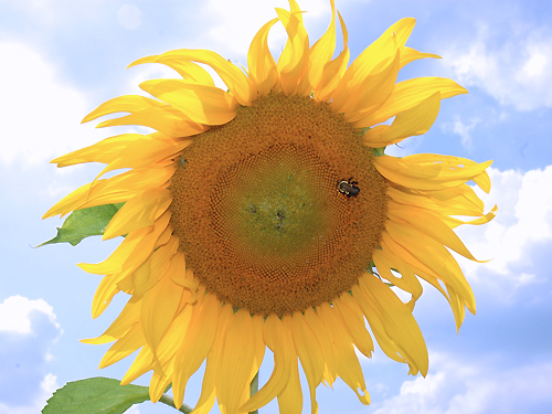 A large sunflower attracts a bumble bee at a farm near Vincentown