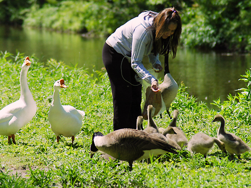 PGeese and goslings surround a women bearing treats for them along the canal in Lambertville