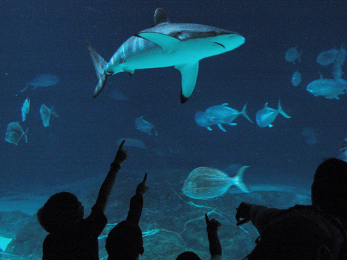 Children watch in amazement as a shark passes by in the 550,000 gallon "Shark Realm" tank at the Adventure Aquarium, Camden