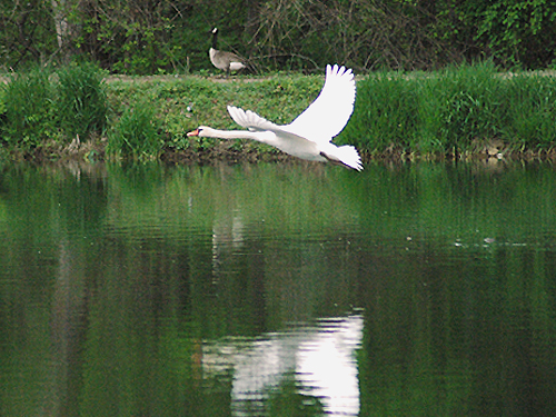 A swan takes flight as a Canada goose stands in the background at the State Fish Hatchery, Hackettstown