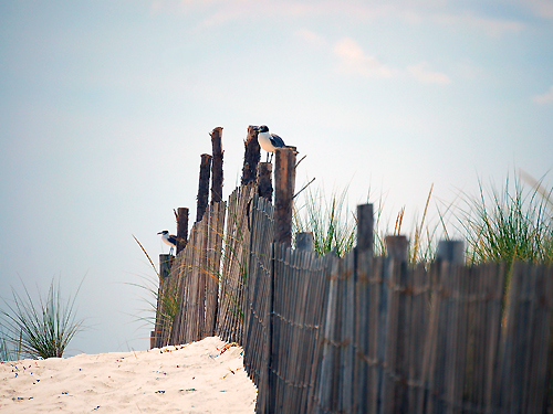 Seagulls perch on the posts of a fence protecting the dunes on Long Beach Island near Surf City