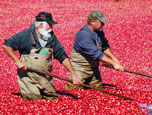 Cranberry Bog 