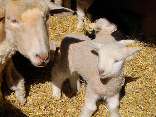 Just a few days old, a lamb stays close to its mother at Howell Living History Farm near Lambertville