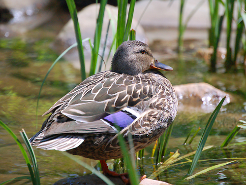 A teal duck perched on a rock by a pond on an early spring day, Mercer County