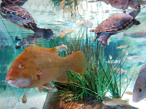 One of six aquaria of the "Our Hudson Home" exhibit at Liberty Science Center, Jersey City