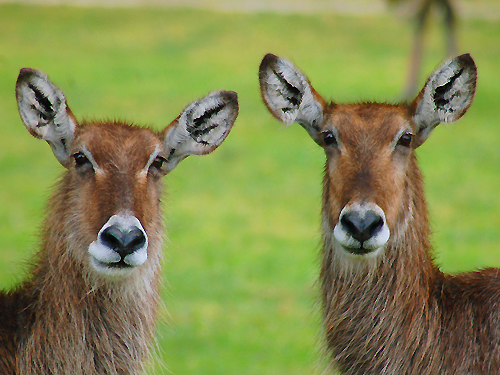 Two waterbucks (native to the African Plain) strike a pose at Great Adventure Safari, Jackson