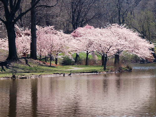 Cherry blossoms are reflected in the brook at Branch Brook Park, Essex County