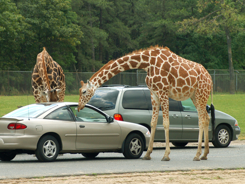 Curious giraffe at Great Adventure Safari, Jackson, NJ