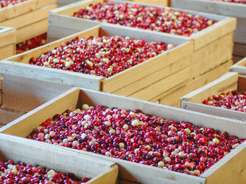 Crates await shipping to a processing plant in Burlington County...NJ is the nation's 3rd largest producer of cranberries. 