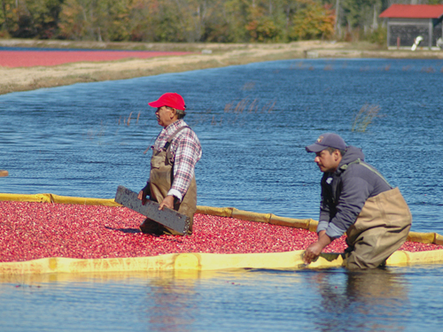 Harvesting cranberries in one of Burlington County's many bogs