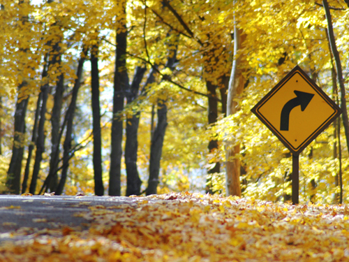 Golden leaves cover the roadway in Voorhees State Park near High Bridge