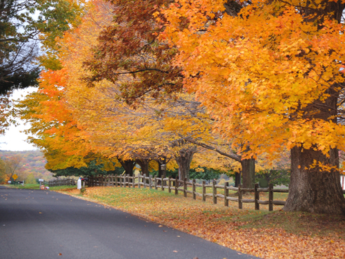 Colorful fall foliage along a country road in Hunterdon County