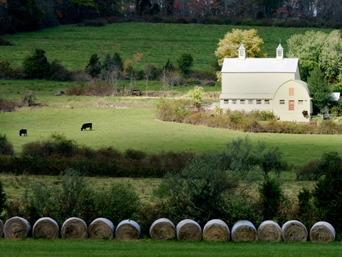 Peaceful farm setting near Sergeantsville