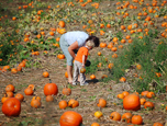 Pumpkin patch - Monmouth County