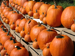 Farm stand - Monmouth County