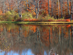 Pond near Millbrook