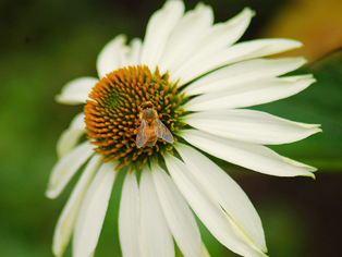 A honeybee on a coneflower