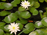 Koi swims in a pond under lily pads