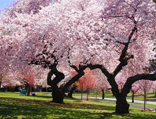 Branch Brook Park