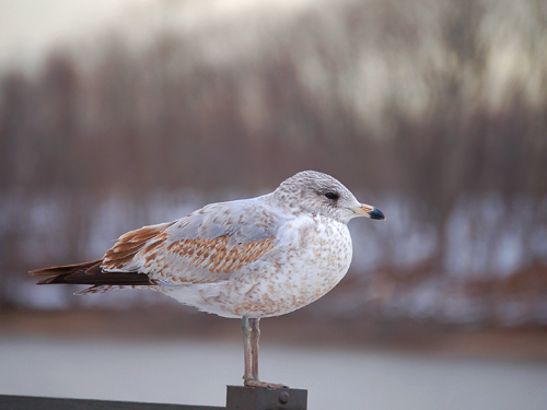 A snowbird sits perched on a fencepost along the Delaware River, Burlington