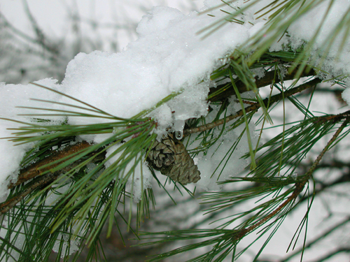 Snow covered bough at Washington's Crossing State Park, Mercer County