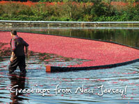 Photo of a man gathering cranberrys in a bog