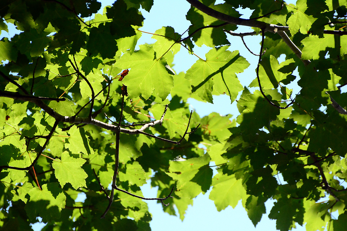spruce_run_004