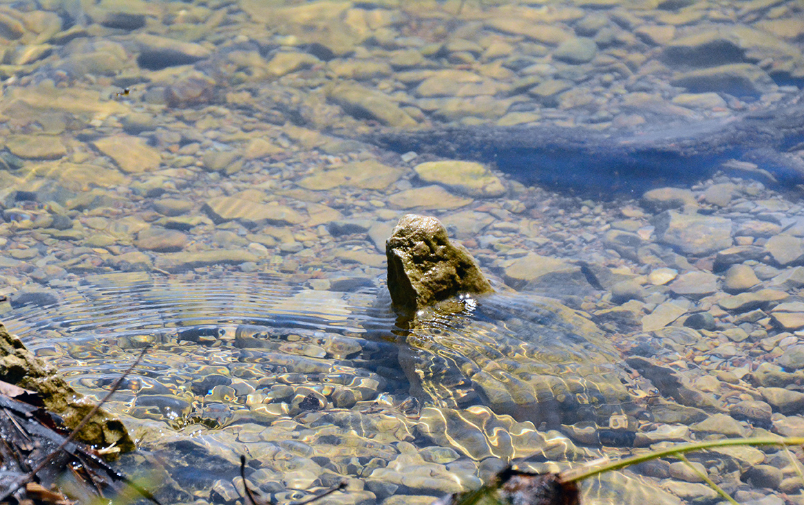 spruce_run_003