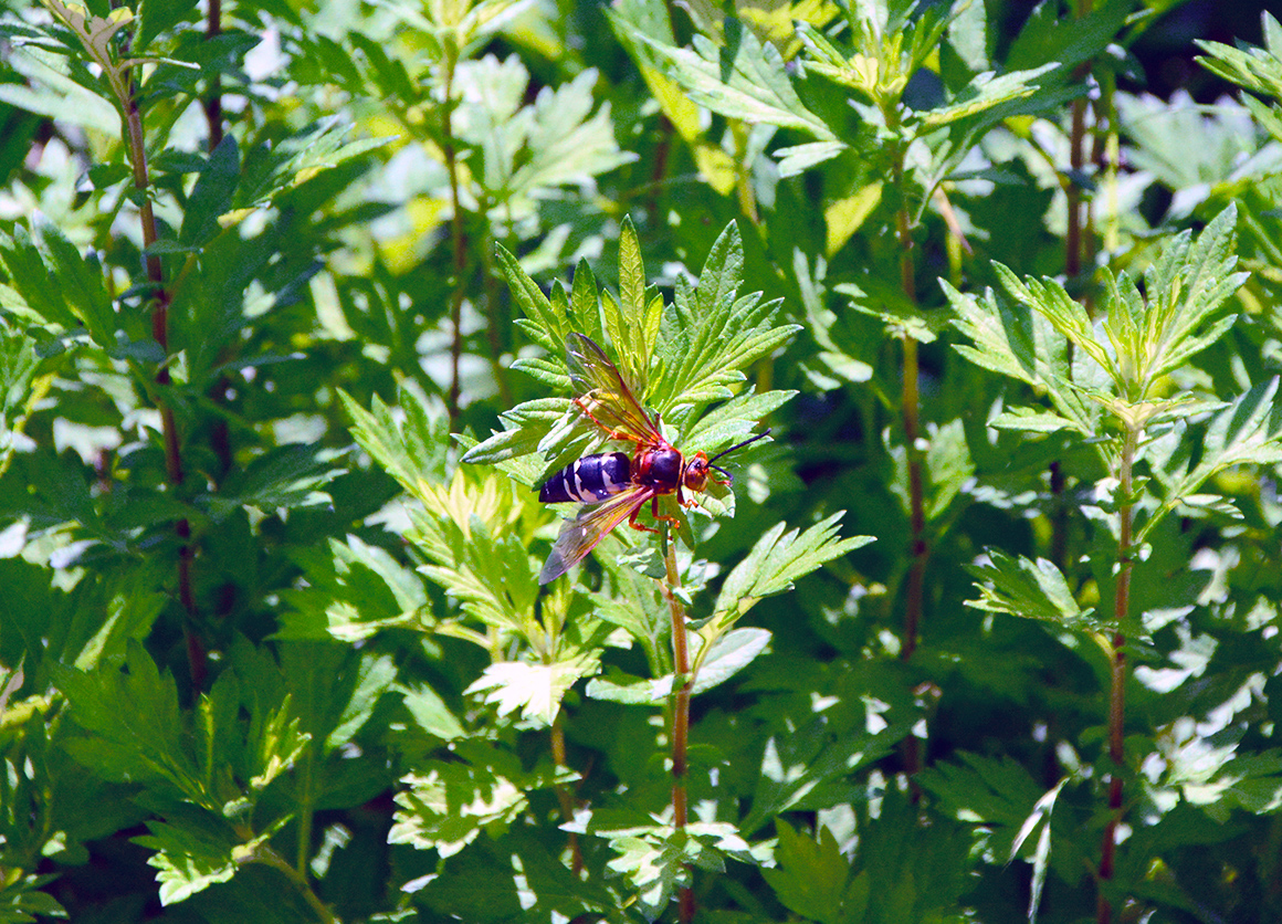 spruce_run_009
