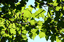 spruce_run_004