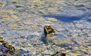 spruce_run_003