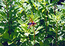 spruce_run_009