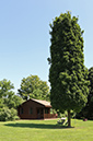spruce_run_029