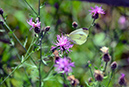 spruce_run_016