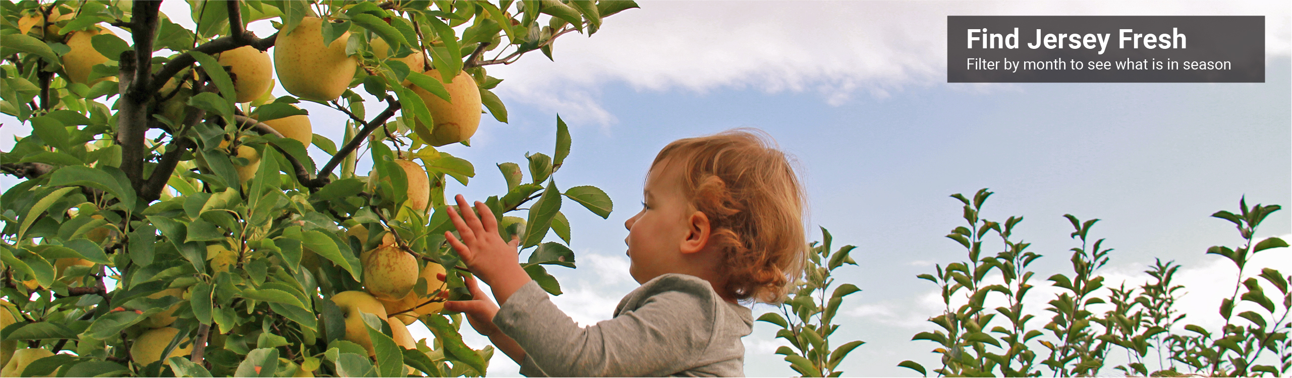 Child picking apple from tree. Text: Find Jersey Fresh. Filter by month to see what is in season.