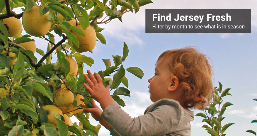 Child picking apple from tree. Text: Find Jersey Fresh. Filter by month to see what is in season.