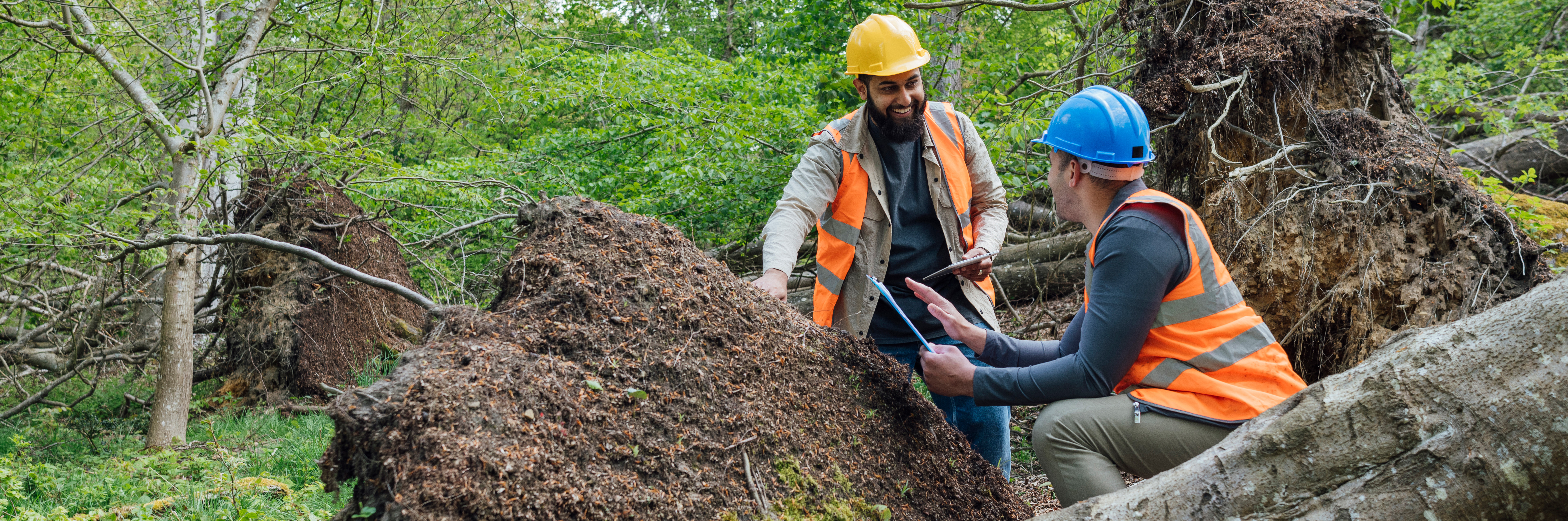 two men discussing a fallen tree near the root system