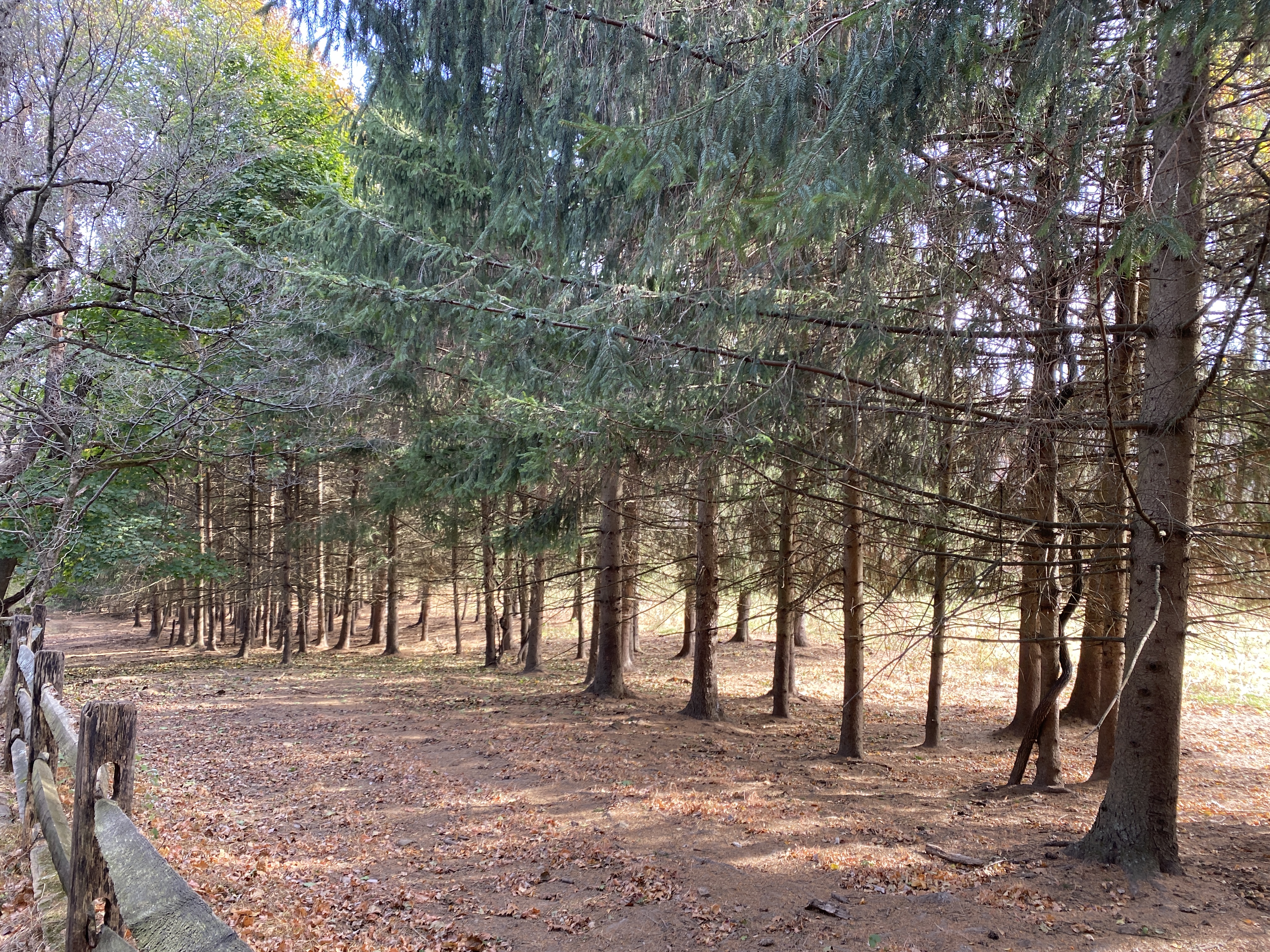 a photo of a fence and pine trees