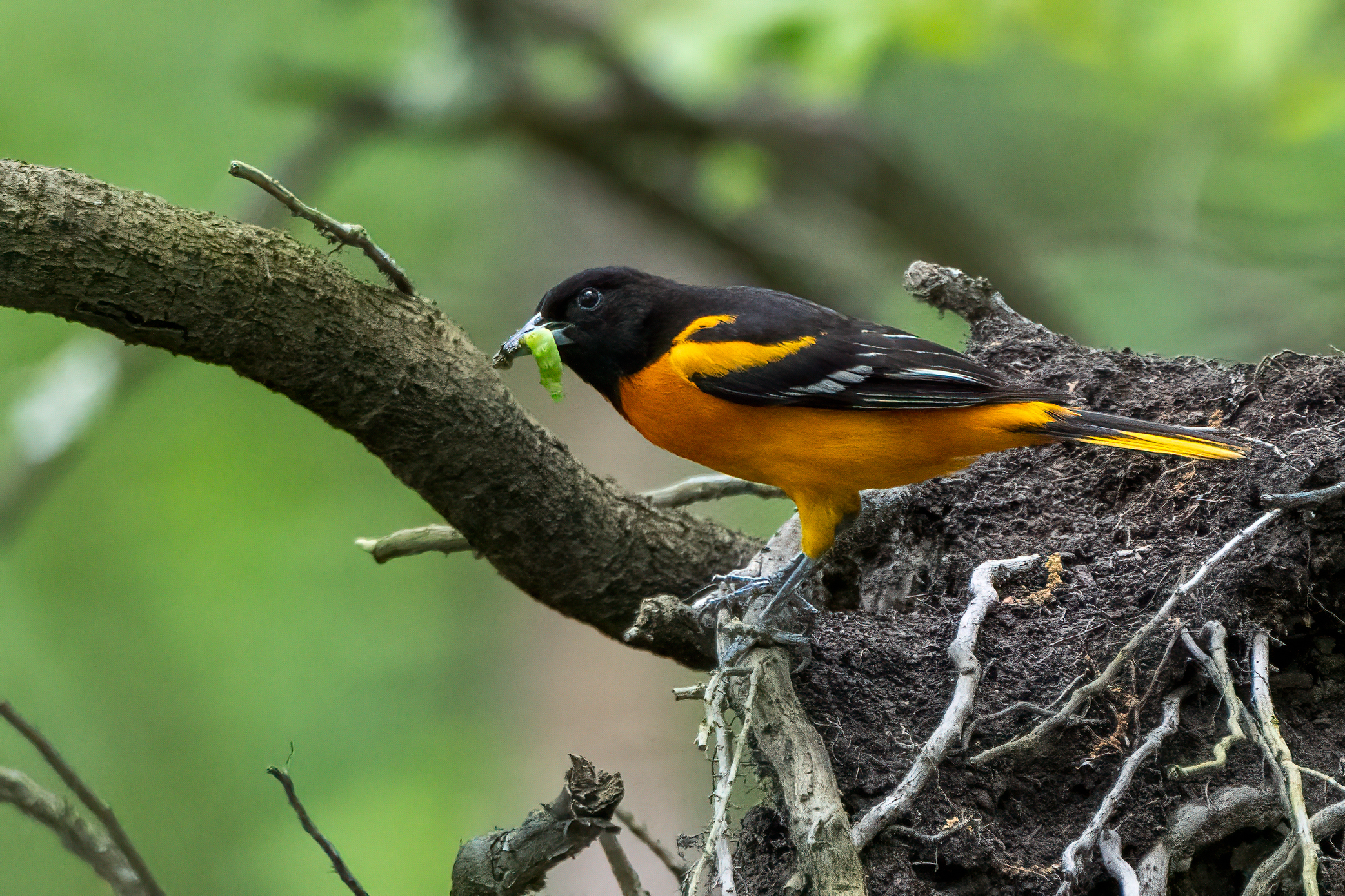 great swamp national wildlife refuge