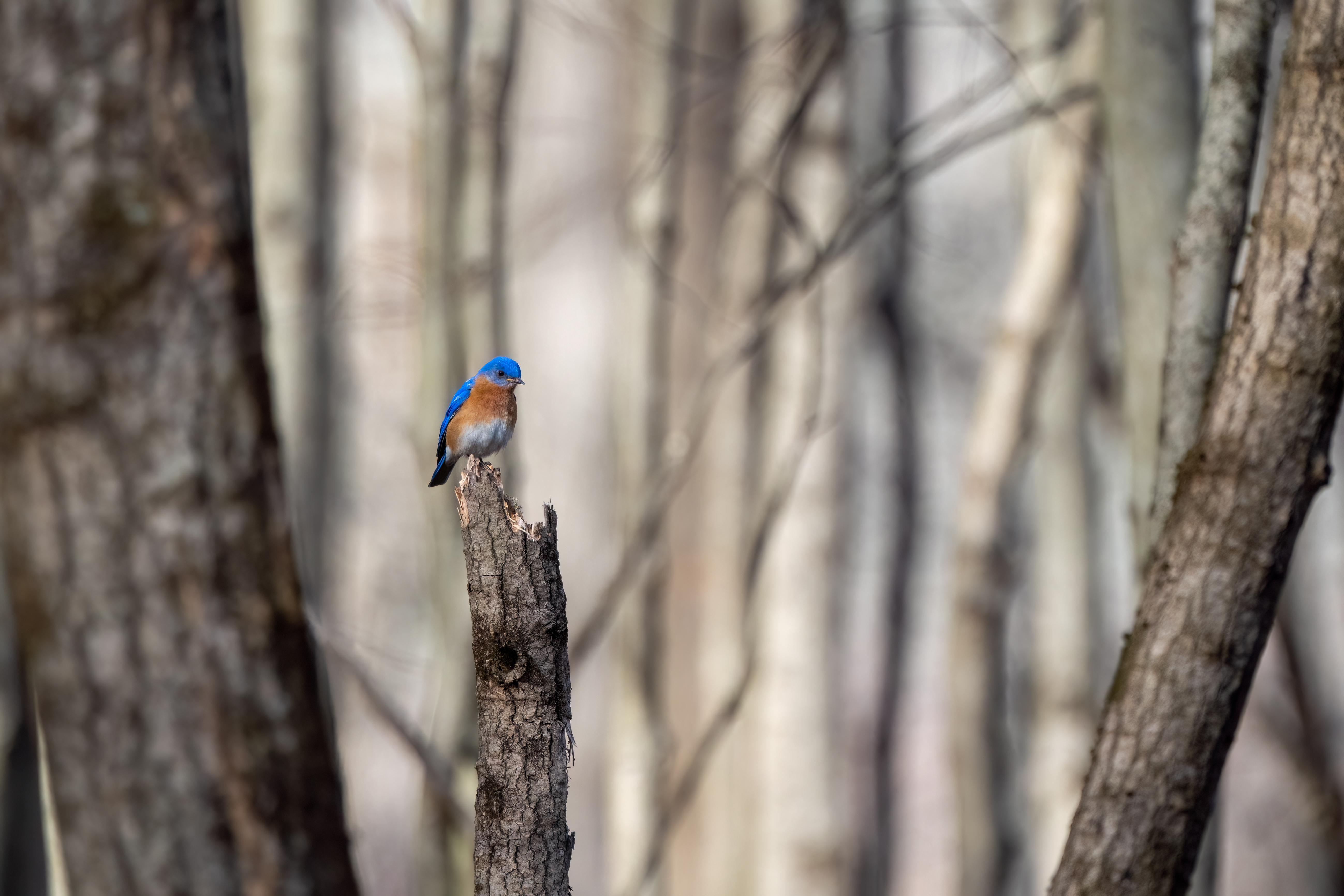 great swamp national wildlife refuge