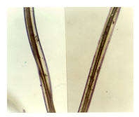 Fiber Comparison Using Microscope