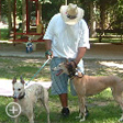 Manor Woods at the Annual Greyhound Picnic picture