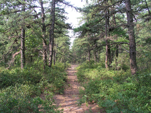 Permanently protected land in the Pinelands