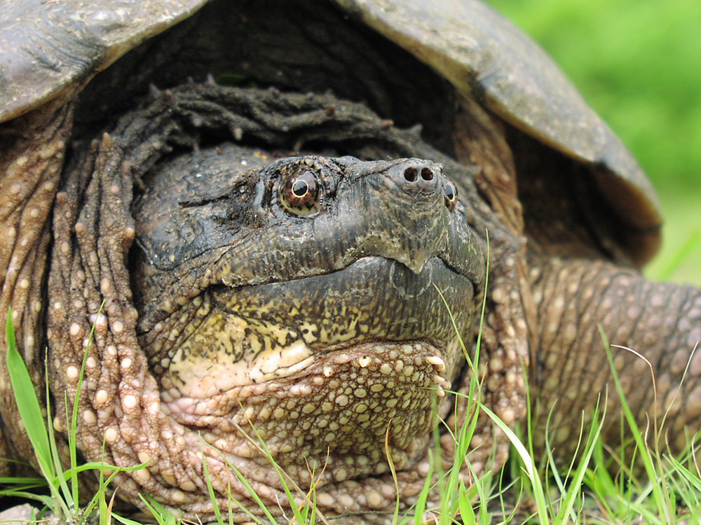 Native-common-snapping-turtle-head-John-F.-Bunnell.jpg