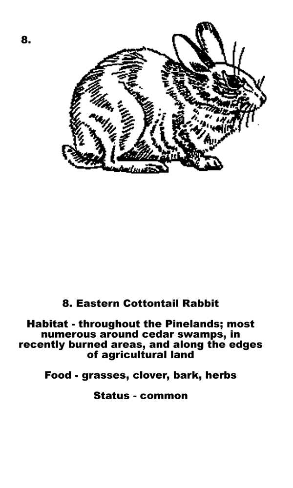 Eastern Conttontail Rabbit