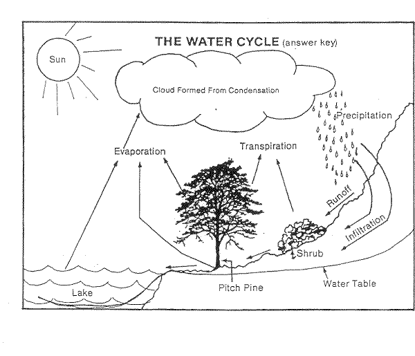 pinelands-water-cycle-worksheet-answer-key