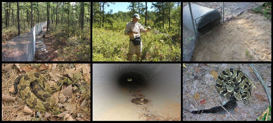 New Jersey Pinelands Commission | Rattlesnake Study