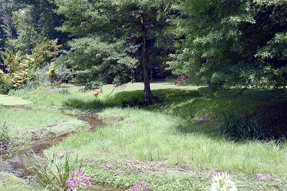 Tour of Laurelwood Arboretum